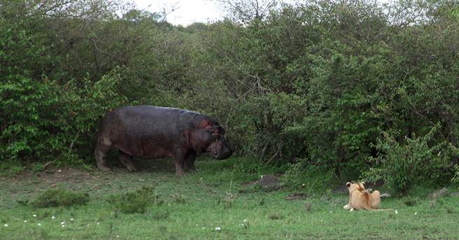 狮子吵醒午睡中的河马 下秒竟惨遭爆头(示意图／达志影像)