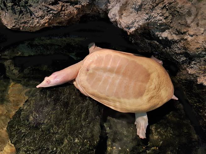 农夫河里意外捞起发光「金鱉」 拜完竟爽中大奖！(示意图／达志影像)