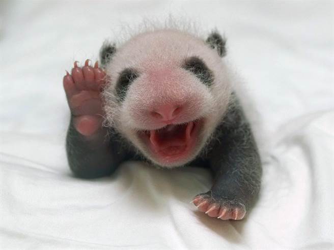 台北市立动物园大猫熊宝宝出生第24天，拍照时会摆出各种可爱的姿势。（台北市立动物园提供／游念育台北传真）