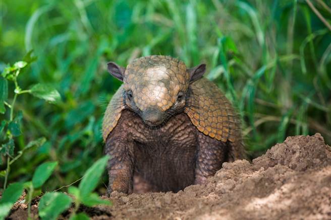 整年都在发情！「巨根兽」竟在高速追逐中疯狂交配(示意图／达志影像)