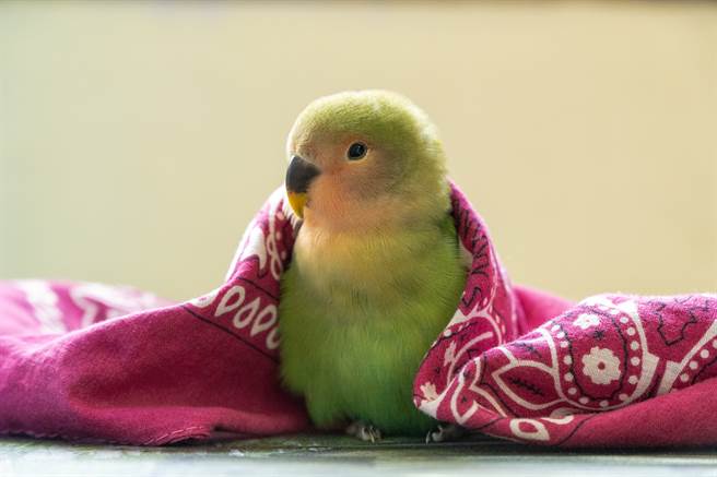 鸚鵡一見水瓶就「搖頭晃腦」 原因曝光眾人笑噴(示意圖/達志影像)