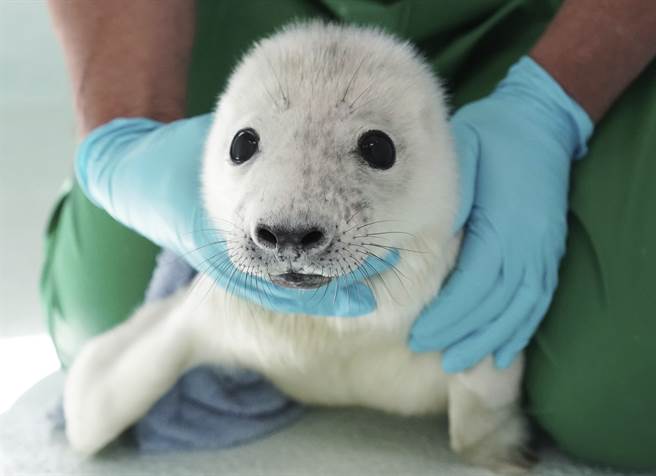 湖边发现落难小海豹 雪橇狗母爱喷发收编 超有爱画面网融化(示意图/美联社资料照片)