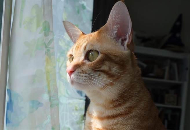 橘猫突频繁爬上衣柜 主人细看发现牠惊人秘密(图/原PO授权提供)