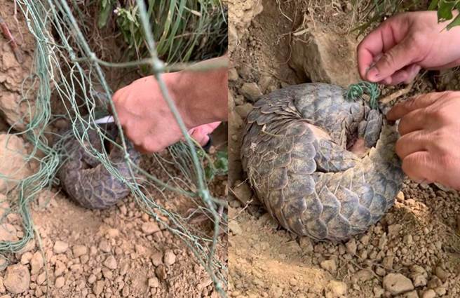 网友在后院发现一只被网子缠住的穿山甲(图/原PO授权提供)