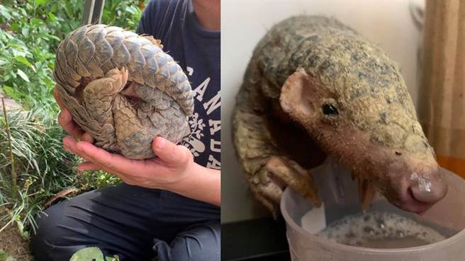 原PO带回家后给牠准备一杯水，穿山甲竟足足喝了5分钟都没停。(图/原PO授权提供)