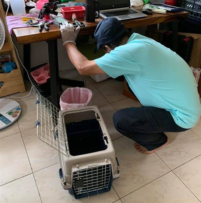 最后交给相关单位处理，穿山甲目前已经在治疗当中。(图/原PO授权提供)