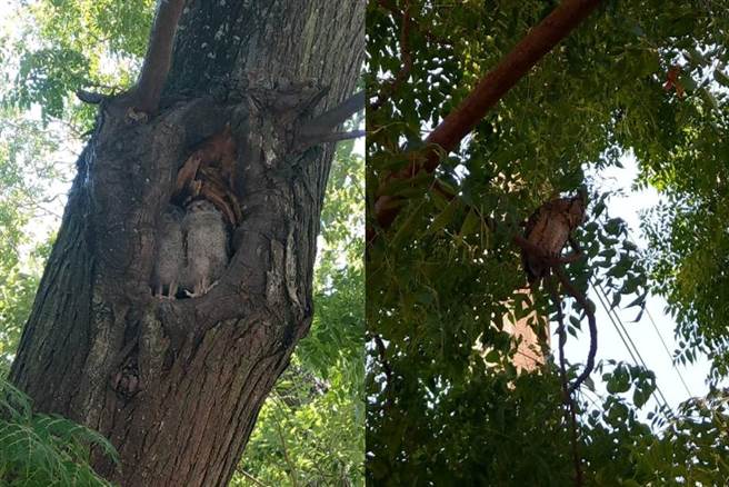 有网友意外发现有猫头鹰家族栖息在路边树洞中。(图/原PO授权提供)