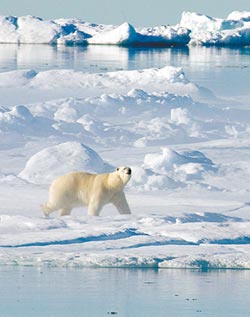 北極圈群島飆21.7度 破41年紀錄
