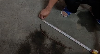 地震異象！地搖小蛇竄出 仔細一看…驚見60cm「巨無霸蚯蚓」
