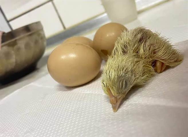 有网友的岳母疆土鸡蛋放在桌上，没多久竟然「自体孵化」。(图/原PO授权提供)
