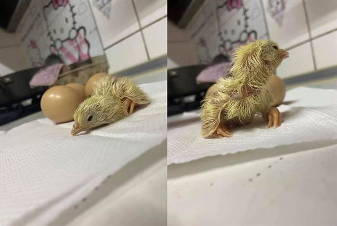 羽毛未乾的小萌鸡睁开眼睛，好奇地环顾四周。(图/原PO授权提供)