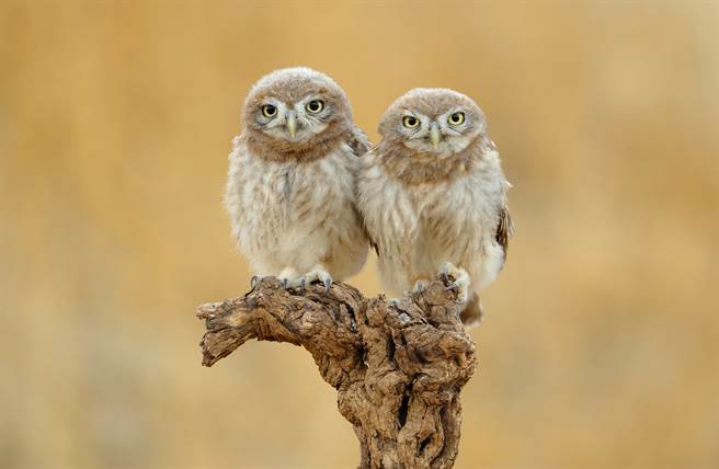 罕见「4头连体猫头鹰」现踪 摄影师急抢拍(示意图／达志影像)