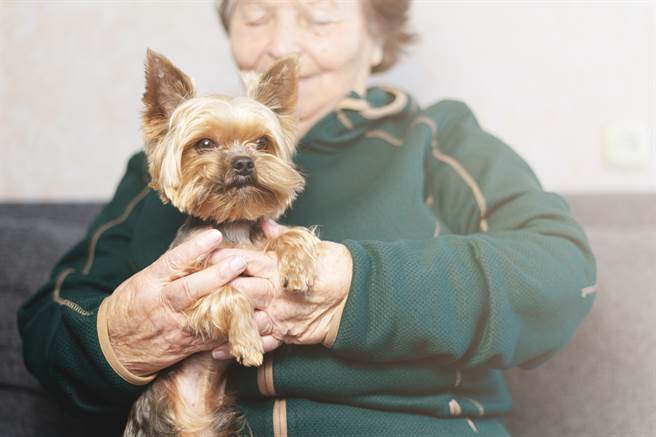 奶奶截肢坐轮椅 暖心小狗帮除障碍感动网：超懂事(示意图/达志影像)