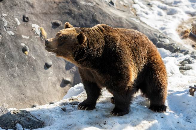 可爱棕熊成动物园人气王 悲伤遭遇曝光网鼻酸(示意图/达志影像)