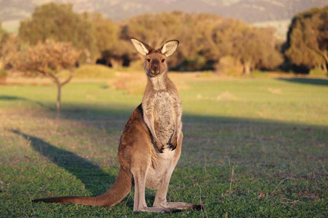 袋鼠突瞇眼下腰狂挥「醉拳」！百万人抢朝圣(示意图／达志影像)