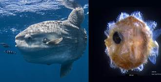 巨大曼波魚 小時候超卡哇伊 竟可放在指尖 