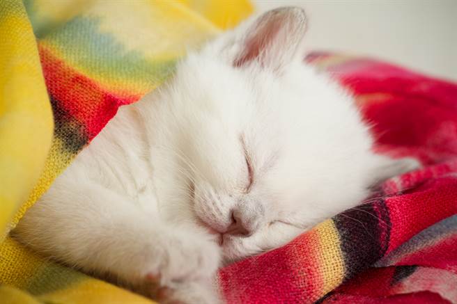 雪白小奶猫长大变身「惊喜色」 饲主：狸猫换太子？(示意图／达志影像)
