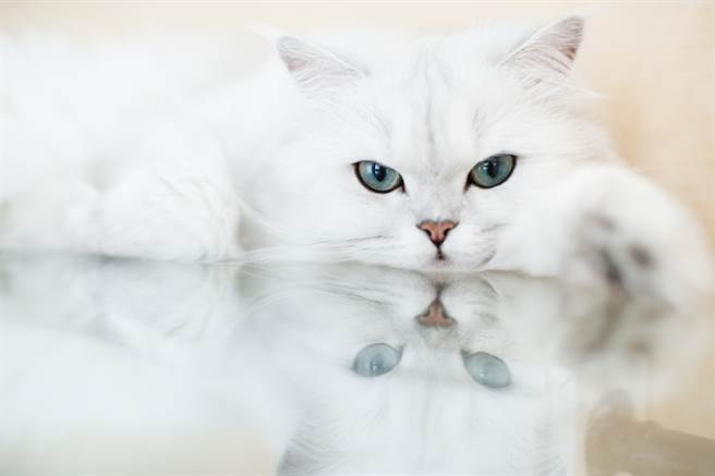 香鸡腿上桌 白猫偷伸萌萌肉掌狂捞「给我肉肉！」(示意图／达志影像)