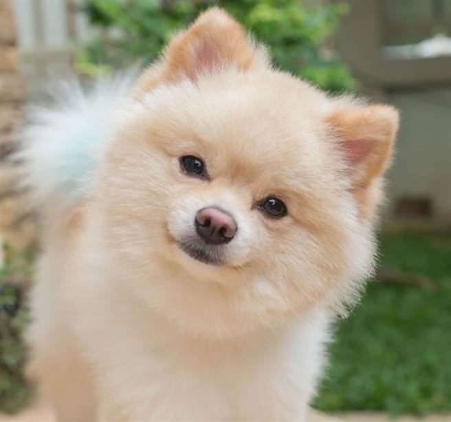 隐形墙前丢饲料诱惑 博美「头槌」突破：哇冻未条啊（示意图／达志影像）