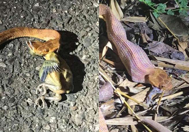 【左图】尚未开始吞食的大头蛇紧紧咬住幼鸟脖子【右图】后来大头蛇将五色鸟全吞进肚，身体也鼓了一大块。(图/进桑的锹锹版授权提供)