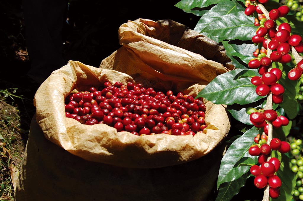 中美洲精品咖啡深獲國內消費者喜愛。圖／中美洲經貿辦事處提供