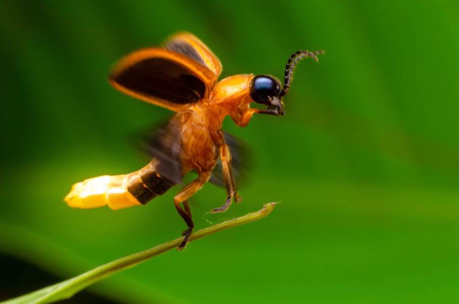 不少網友認為螢火蟲根本就是屁股發光的蟑螂。（示意圖／達志影像）