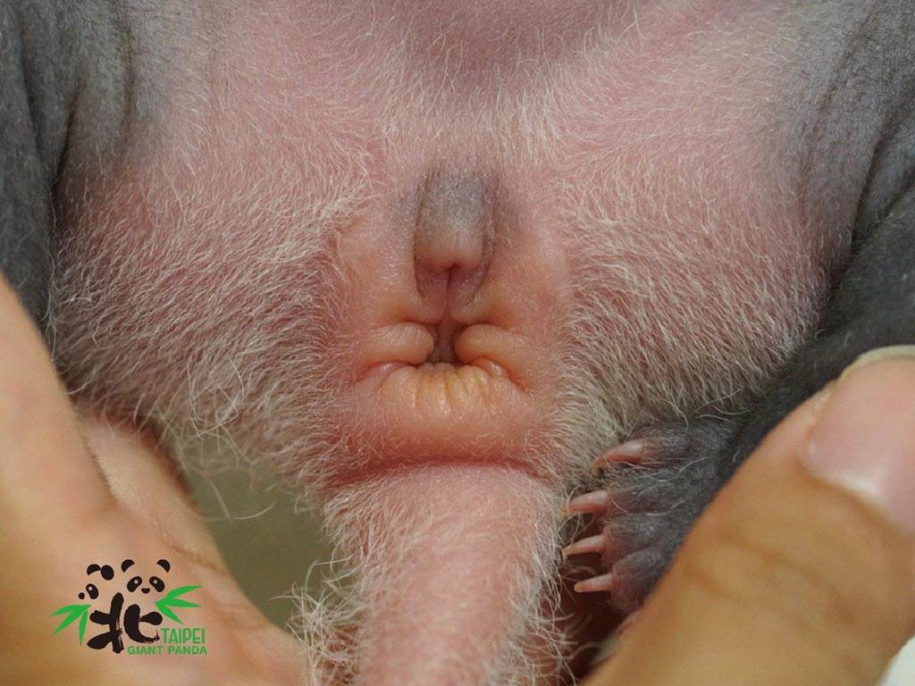大貓熊寶寶只能透過生殖器到肛門口的距離，和生殖器的外部形狀才能稍稍判斷性別。（圖／台北市立動物園提供）