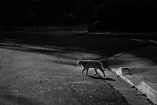 阿曼达养的猫Freddy经常半夜搞失踪，直到她查看监视器才发现秘密(示意图/达志影像)