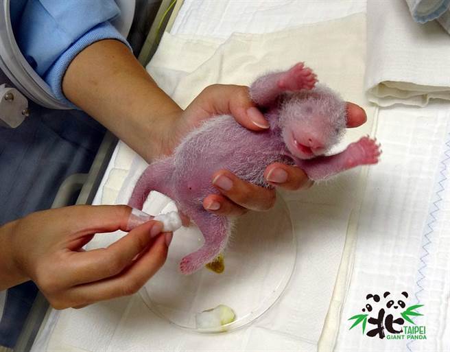 大猫熊宝宝在刚出生的时候，性别特徵并不明显。（图／台北市立动物园提供）
