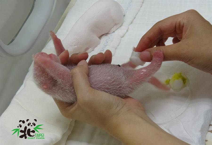 新生的雌性大貓熊寶寶的生殖器形狀是內凹的倒V字型（「ʌ」）。（圖／台北市立動物園提供）