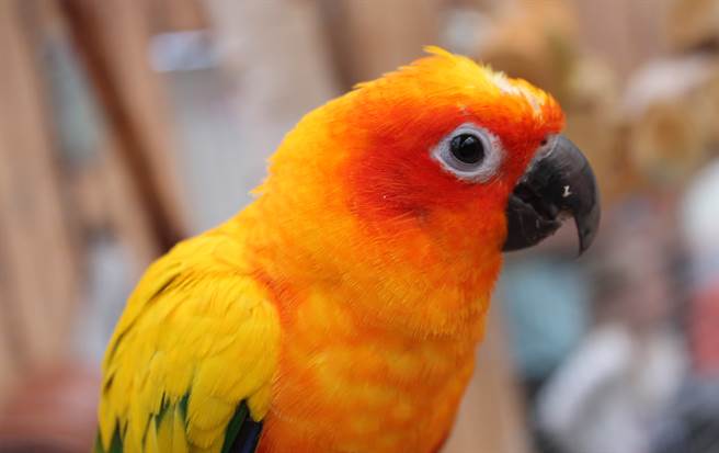 活体鹦鹉沦娃娃机奖品惊恐四处逃 他竟冷血狂笑猛夹 (示意图／达志影像)