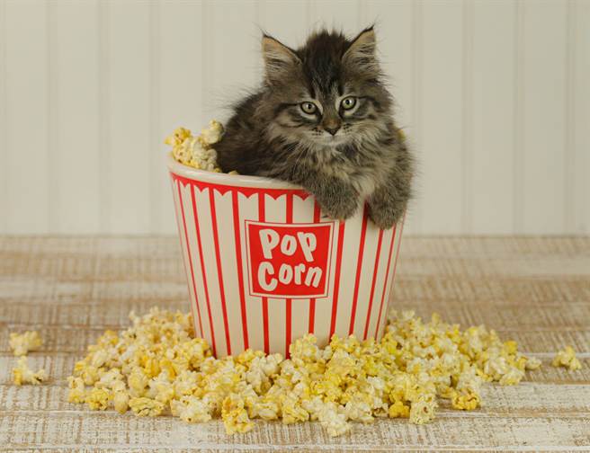 主人大口爽嗑爆米花 虎斑猫歪头隔空狂嚼上万人笑歪(示意图/达志影像)