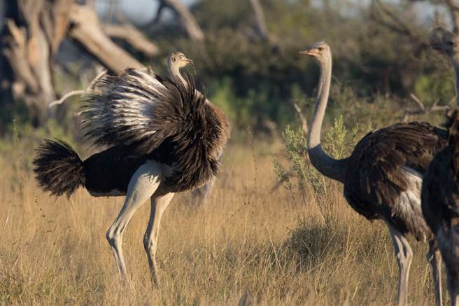 動物園拍照 鴕鳥哥亂入上演「活春宮」 2童尖叫狂竄(示意圖／達志影像)
