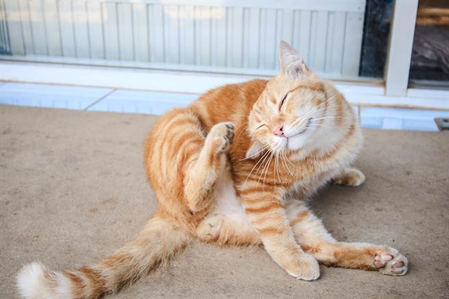 橘猫舔毛一半大脑凸槌 发狂后脚不受控猛踹自己(示意图/达志影像)