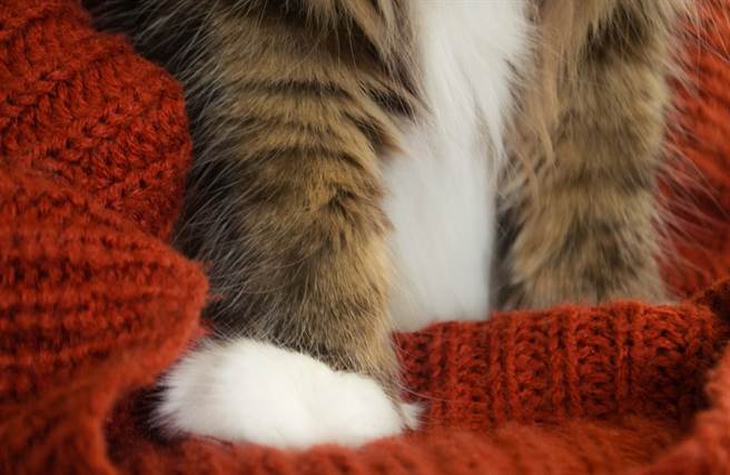 猫版尸速列车！玻璃门上惊见肉球 攀门狂抓主人吓傻(示意图/达志影像)