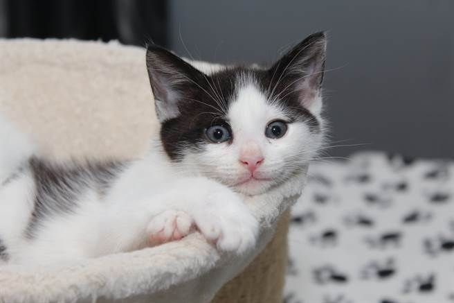 收養路邊「愛心圖案」小奶貓 4個月後一看害羞了(示意圖／達志影像)