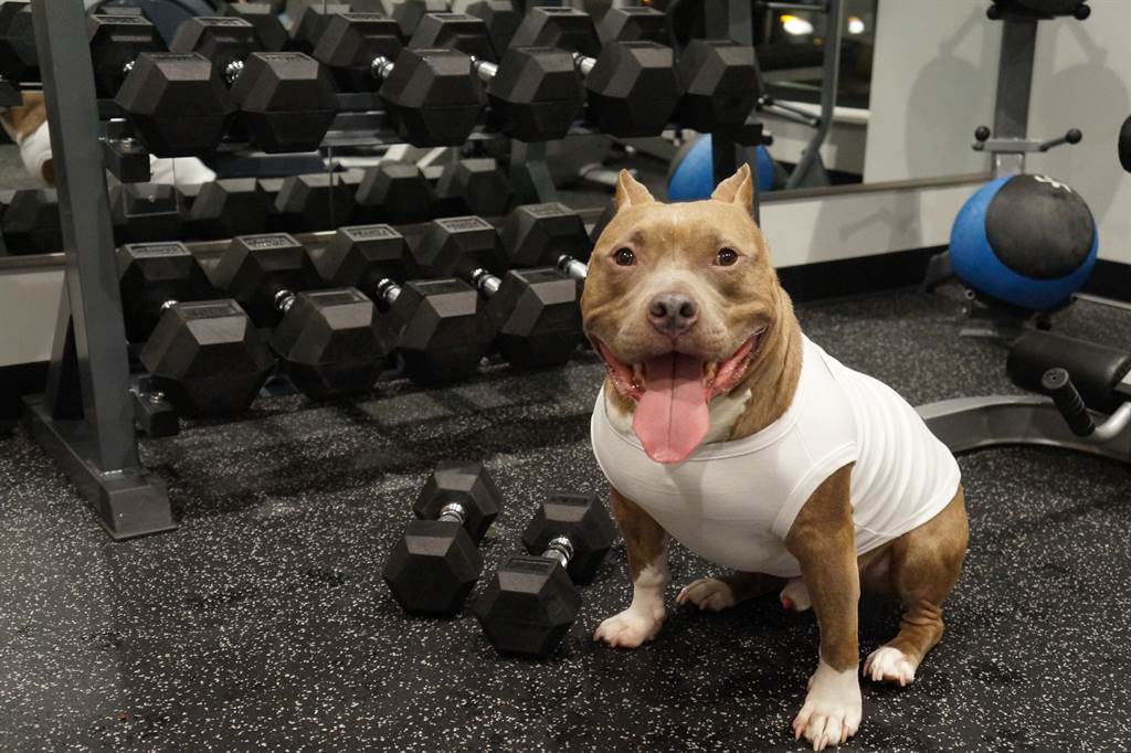 愛犬在健身房練出 猛男背肌 真相笑爆全網 日常 話題