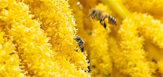 滅絕危機 囊狀病毒威脅台灣野蜂