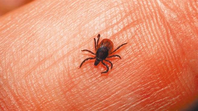 蜱虫是传染新布尼亚病毒的主要媒介。（取自新浪微博@北美新浪）