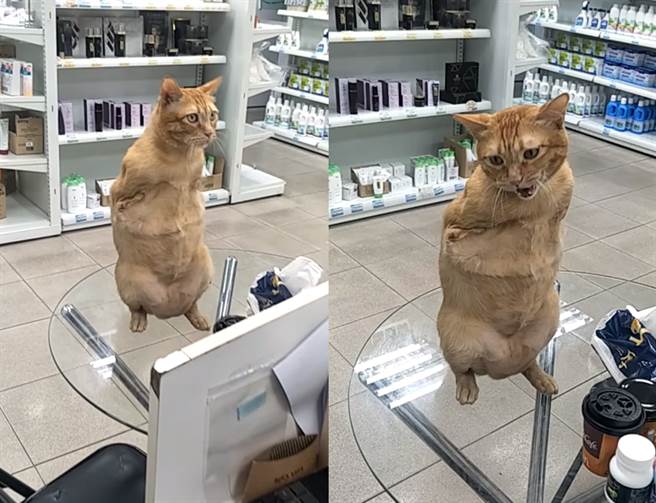 傲娇橘猫「暴龙站姿」使出8秒狮吼功讨摸 网心疼：手手呢？（图／饲主蔡艾青授权提供，未经许可请勿擅自取用，以免侵权）