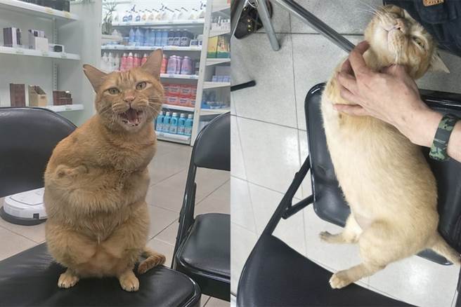 沛沛：快～摸我！（图／饲主蔡艾青授权提供，未经许可请勿擅自取用，以免侵权）