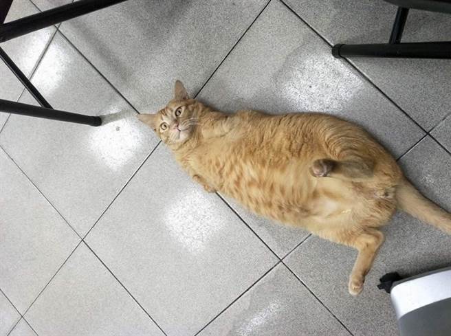 沛沛4年前刚被救援回来时，因为营养不良，体力较差；如今在饲主爱的照拂之下，日渐肥美。（图／饲主蔡艾青授权提供，未经许可请勿擅自取用，以免侵权）