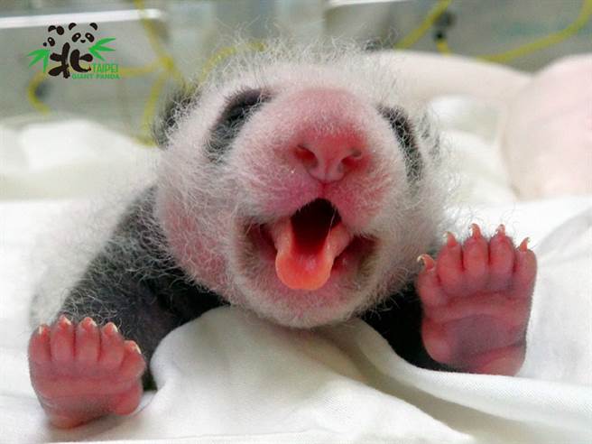 大猫熊「圆仔妹」卷舌卖萌 肉嘟嘟模样萌度破表（图／台北市立动物园提供）