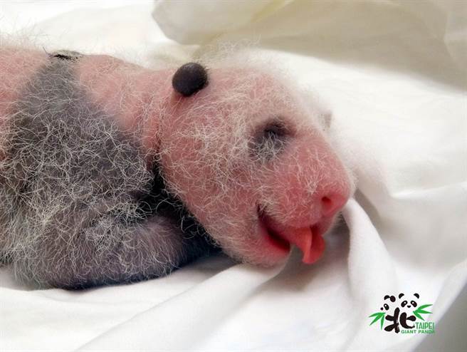 圆仔妹12日龄就看到她喝奶时使出「卷舌功」。（图／台北市立动物园提供）