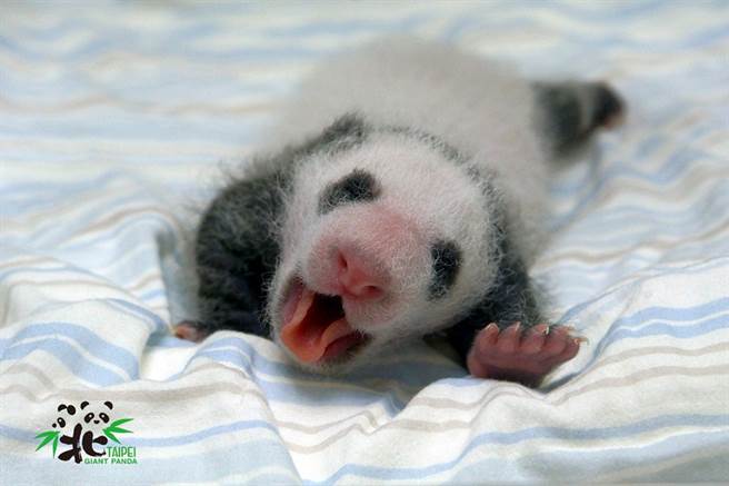 圆仔在非常小的时候就显现出卷舌技巧了。（图／台北市立动物园提供）