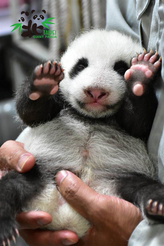 保育员现在要用双手才能稳稳的抱圆仔妹去量体重。（图／台北市立动物园提供）