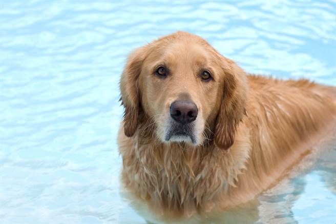 黄金猎犬把狂扭水管当蛇玩 超威一咬跌出泳池冏爆(示意图/达志影像)