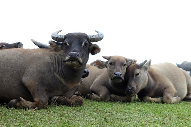 4屁孩清晨上山朝牛群狂喷辣椒水 全网爆气开谯(示意图／达志影像)