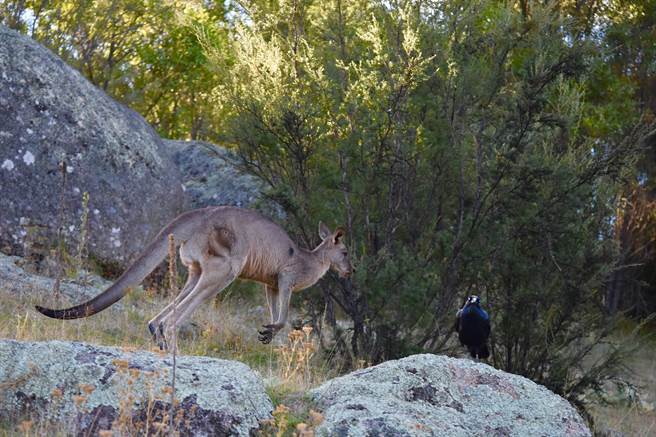 乌鸦突然猛烈攻击小袋鼠 背后竟藏感人原因  (示意图／达志影像)