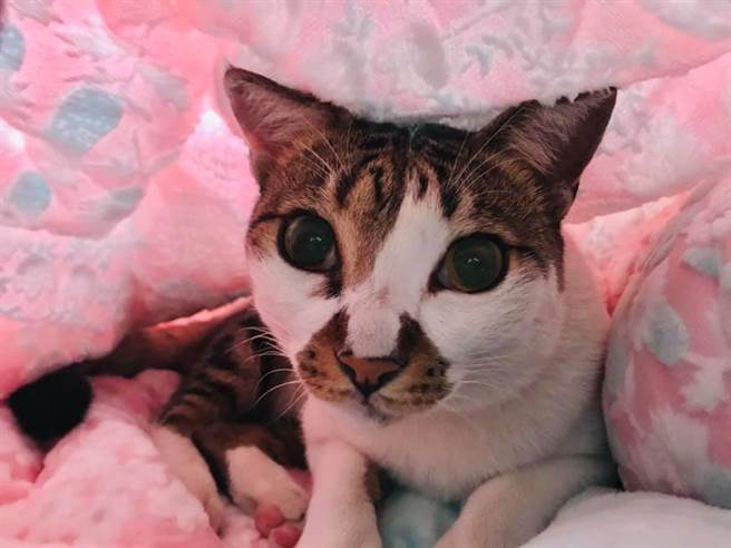 剖腹产赫见过世爱猫出现产房 她：来投胎？（示意图／李佩云摄）